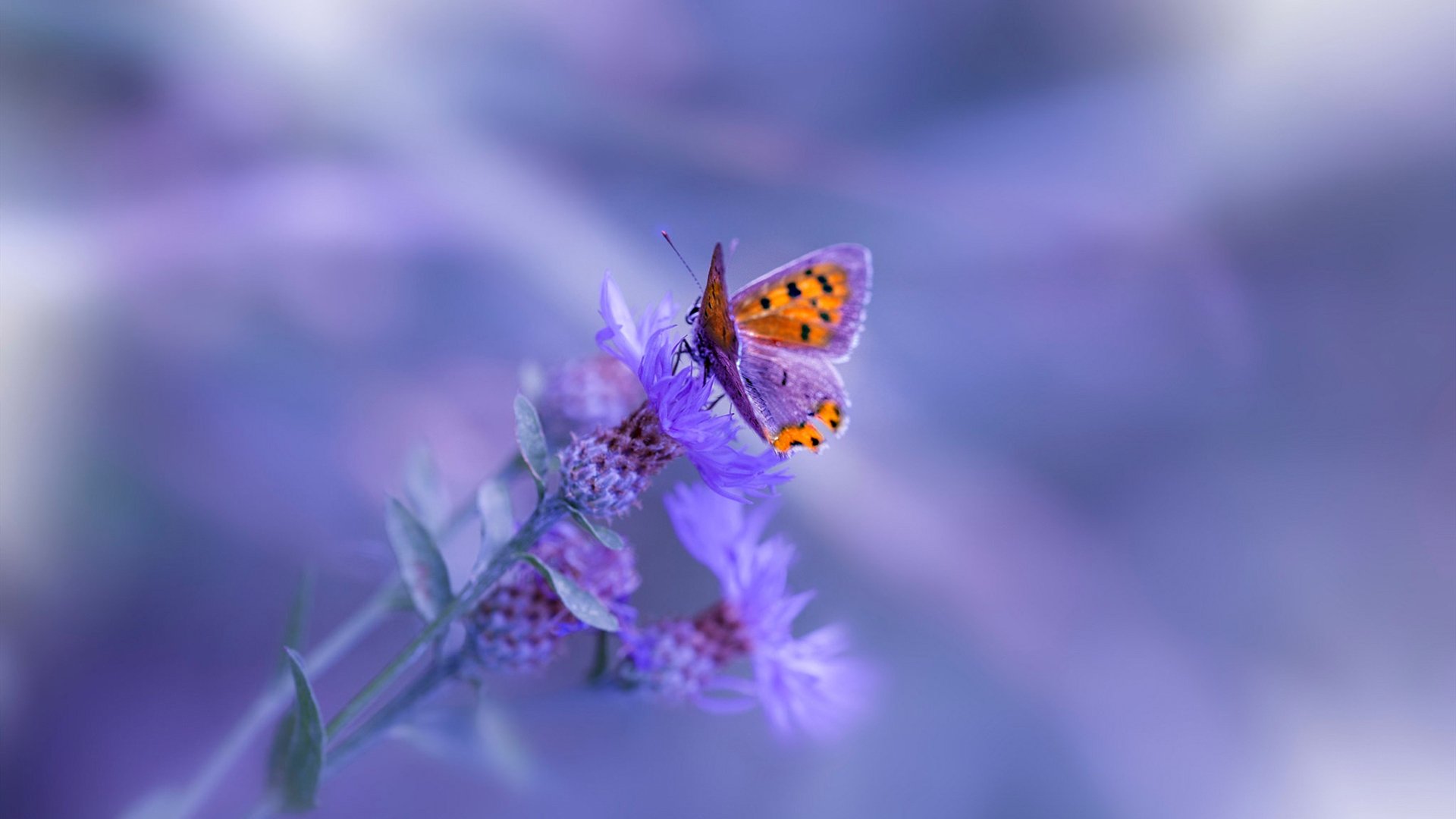 边锋突破次数是否与中路传球比例呈反向波动,边锋 升级