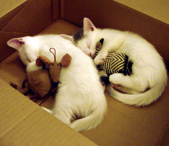 开云APP-世界乒乓球锦标赛赛程公布，期待赛事精彩，世界乒乓球锦标赛官网