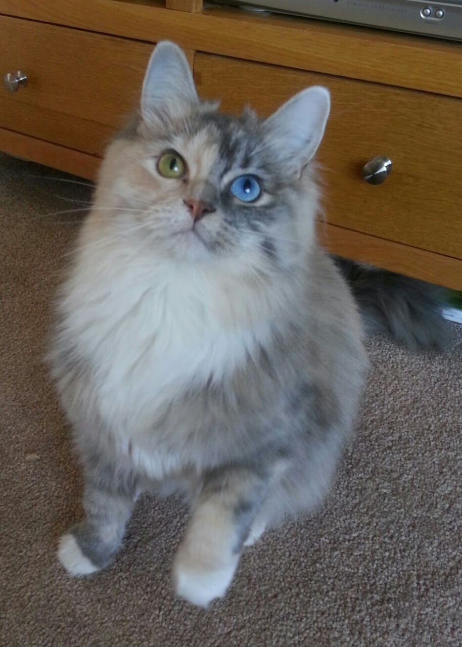 体育新闻中心发布智慧健身内容生态构建方案，推行智慧健身的意义